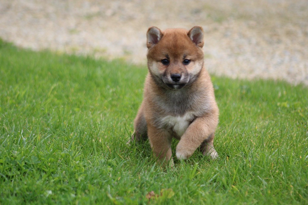 du domaine de l'ouette - Chiots disponibles - Shiba